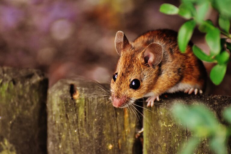 last van een muis in huis