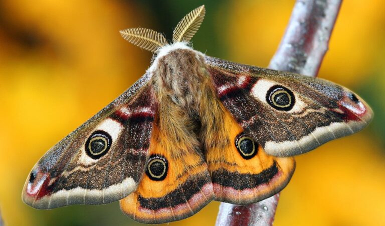 moths