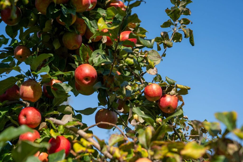Rijpe rode appels aan een gezonde appelboom tegen een blauwe lucht