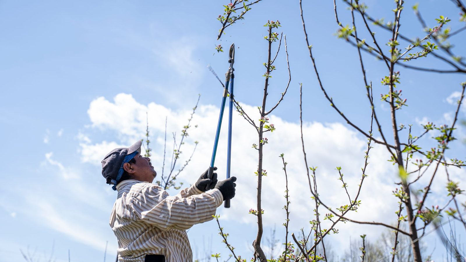 Appelboom snoeien in de winterrust Appelboom snoeien met een takkenschaar in het vroege voorjaar