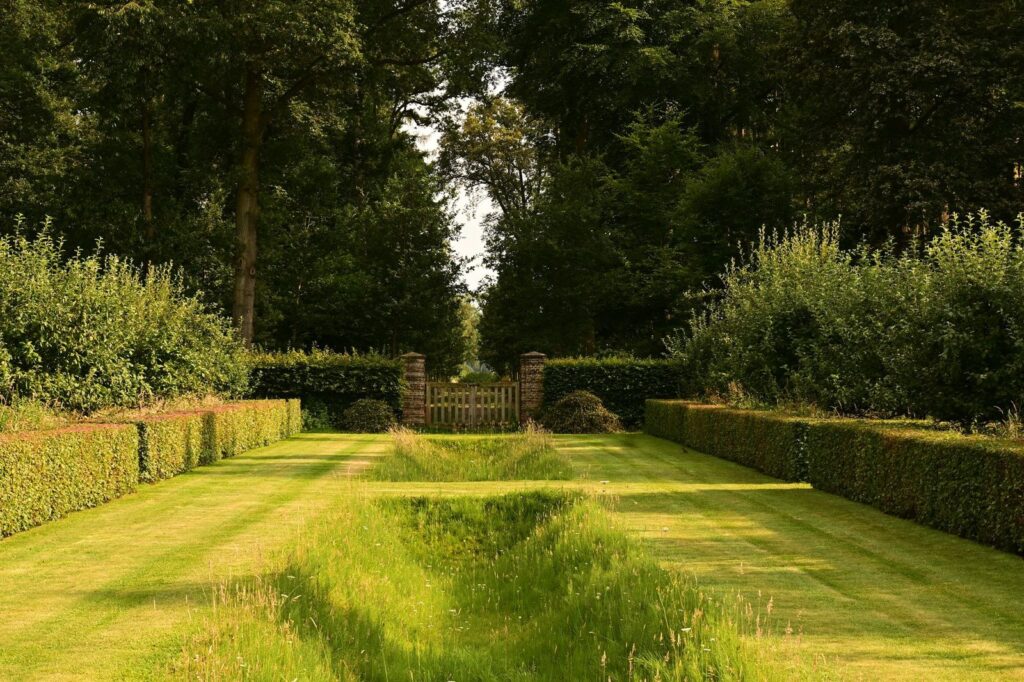 Strak gesnoeide groene loofhagen langs een gazon in een zomerse tuin
