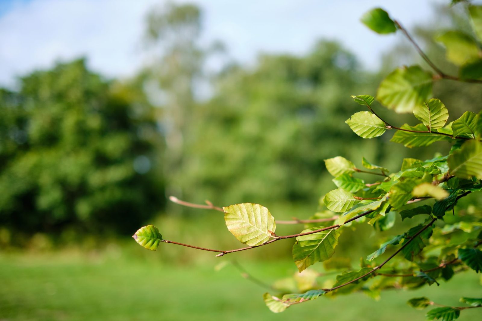 Beukenblad herkennen Verse groene beukenblaadjes aan een tak in de zomer