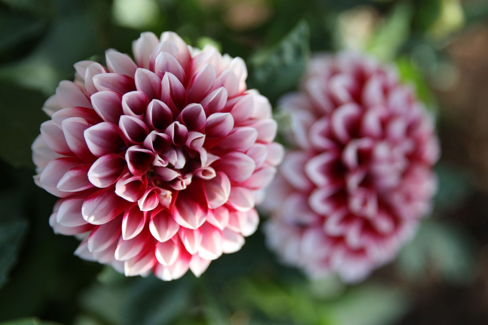 Bloeiende dahlia in de nazomertuin voor de eerste nachtvorst
