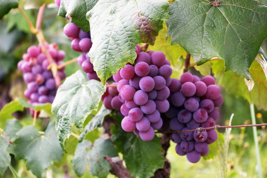 Druivenrank met rijpe blauwe trossen aan de wijnstok