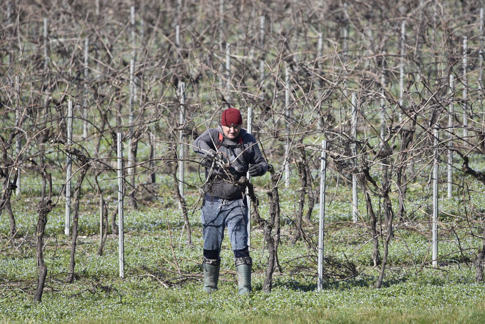 Druif snoeien in de winterrust Kale druivenranken worden in de winter gesnoeid in een wijngaard