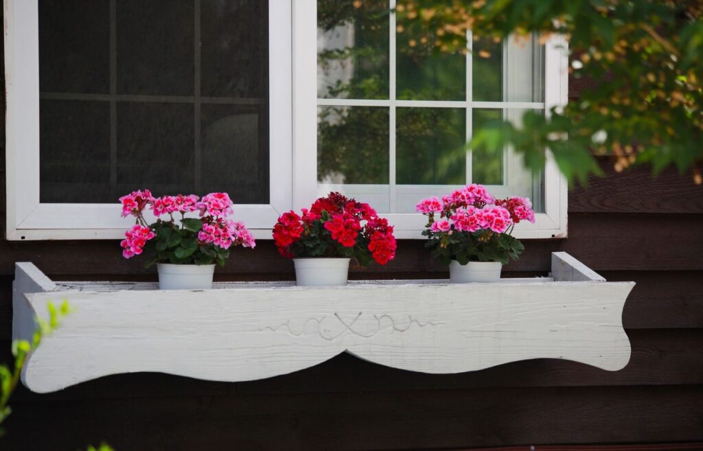Rode geraniums in pot die voor de winter naar binnen worden gehaald