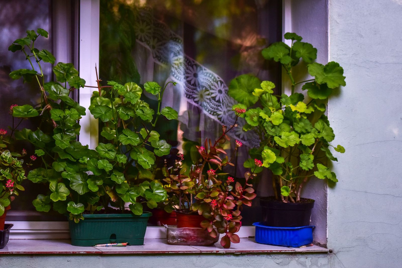 Geraniums doorkweken op een lichte koele plek Geraniums in potten op een zonnige vensterbank