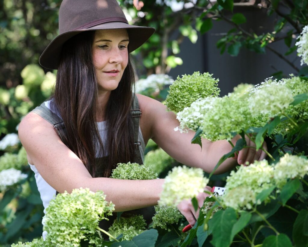 Hortensia snoeien in de tuin