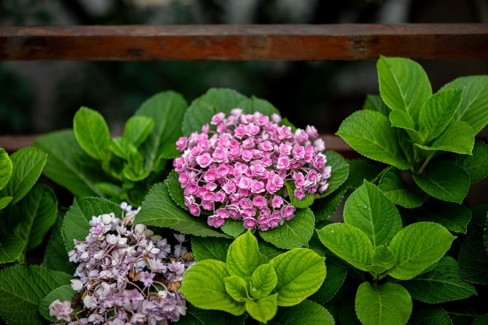 Boerenhortensia (Hydrangea macrophylla) Roze boerenhortensia in volle bloei