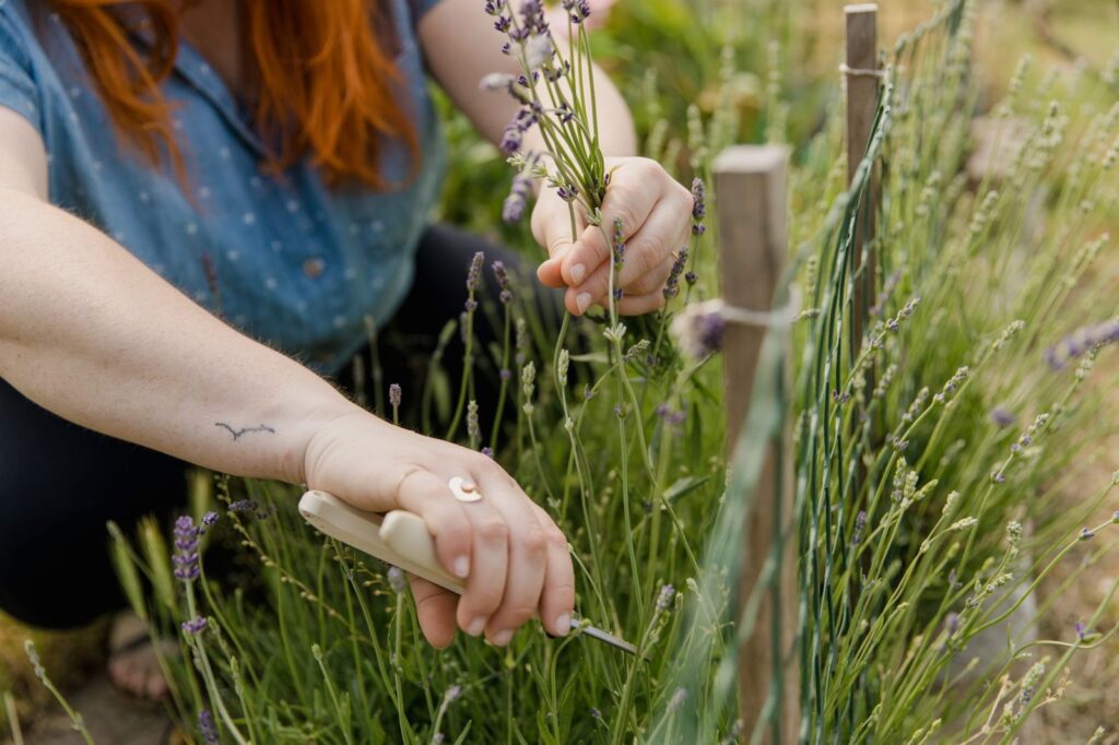 Lavendel snoeien met een snoeischaar in de tuin