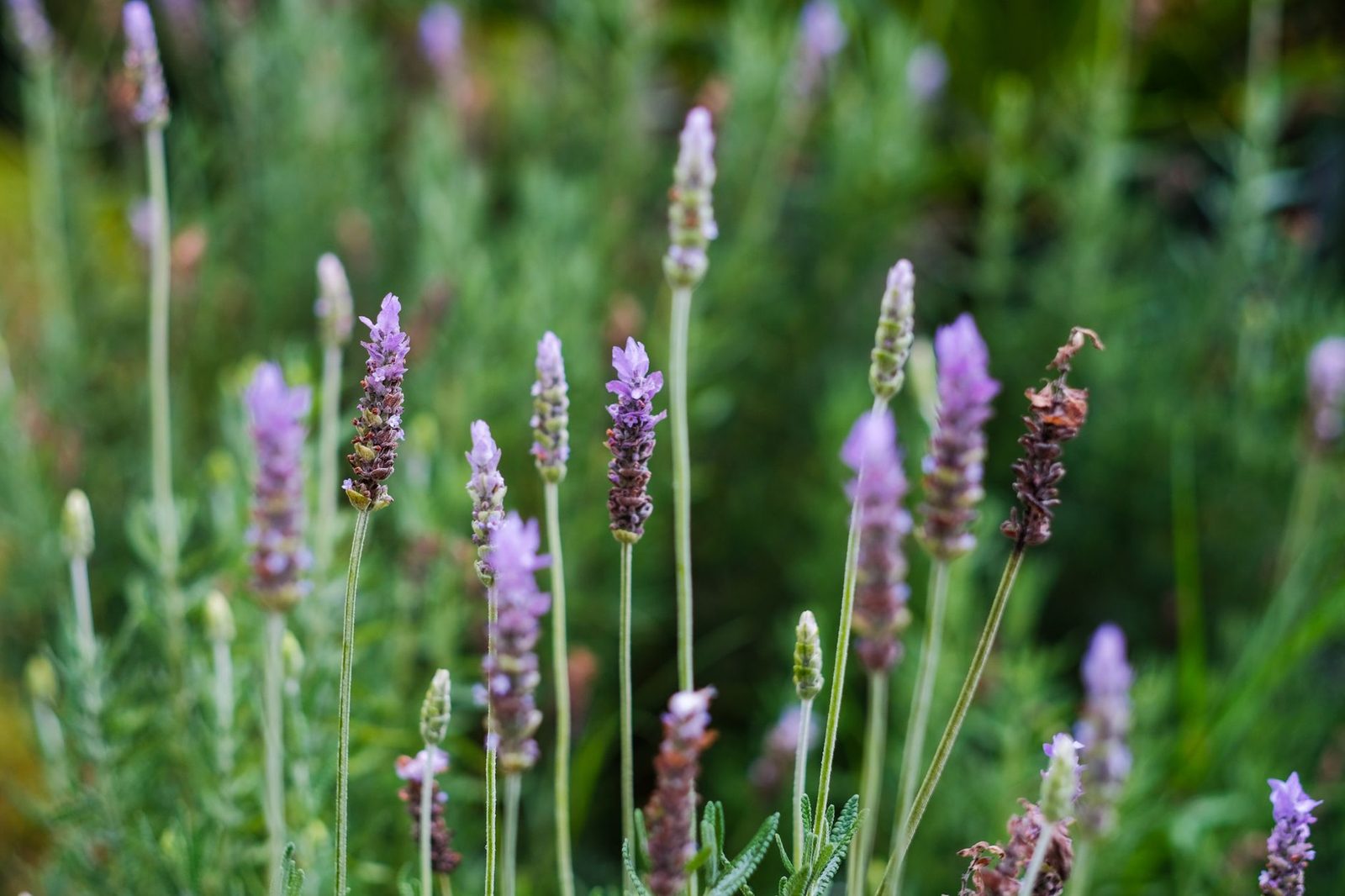 Lavendel in bloei na de zomer Bloeiende lavendel vlak voor de snoei na de bloei