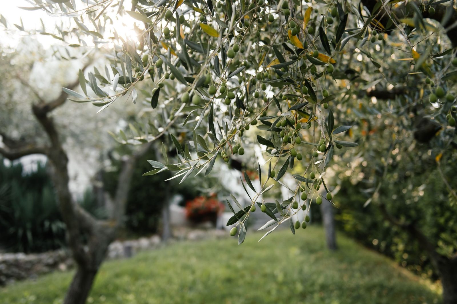 Olijfboom (Olea europaea) blad Olijftakken met zilvergroen blad van dichtbij