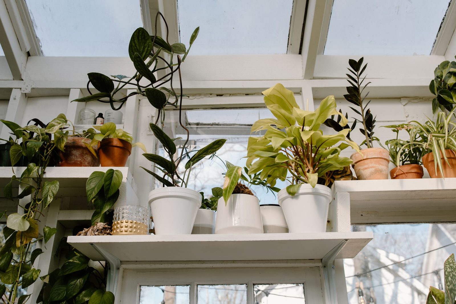 Planten licht overwinteren op een koele plek Potplanten op een koele lichte plek in een serre bij het raam