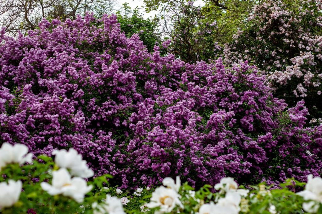 Bloeiende paarse sering in de tuin