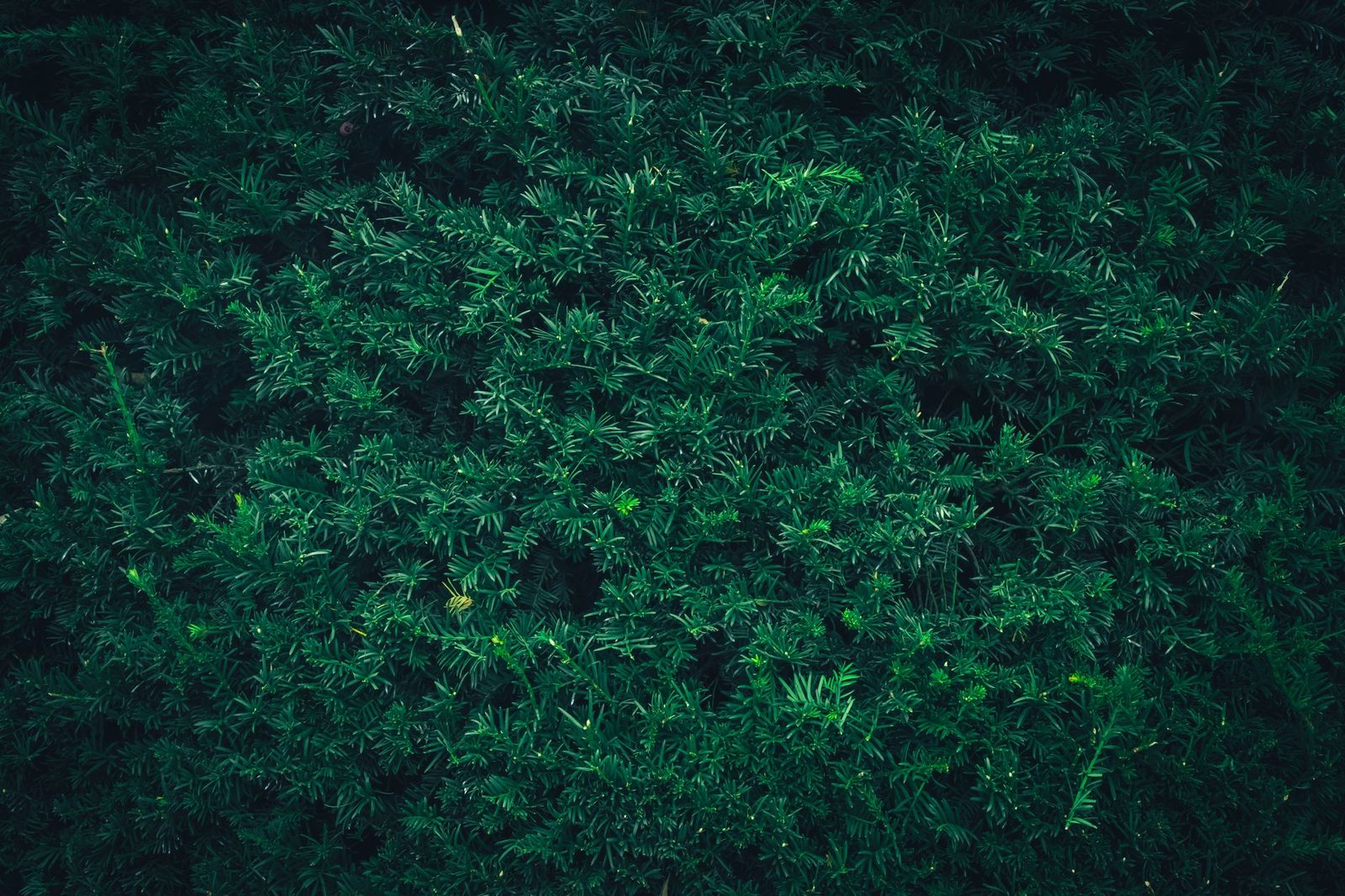 Taxus (Taxus baccata) van dichtbij Donkergroen taxusblad van dichtbij