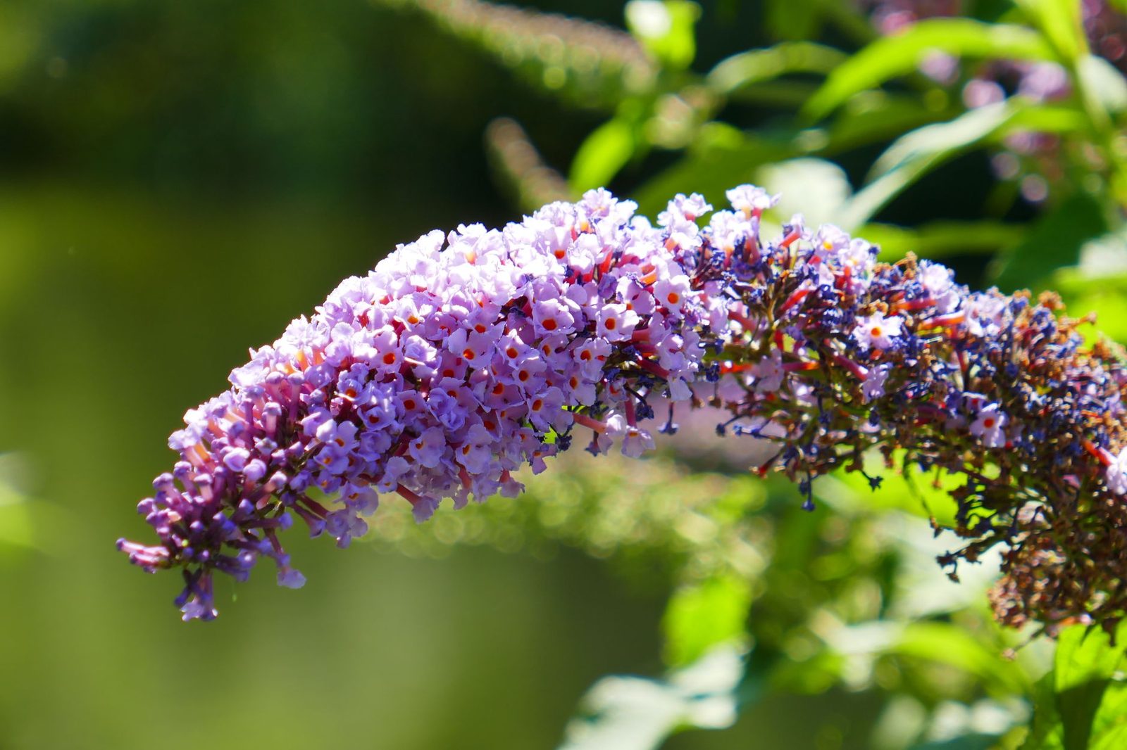 Vlinderstruik (Buddleja) in bloei Paarse bloempluim van de vlinderstruik