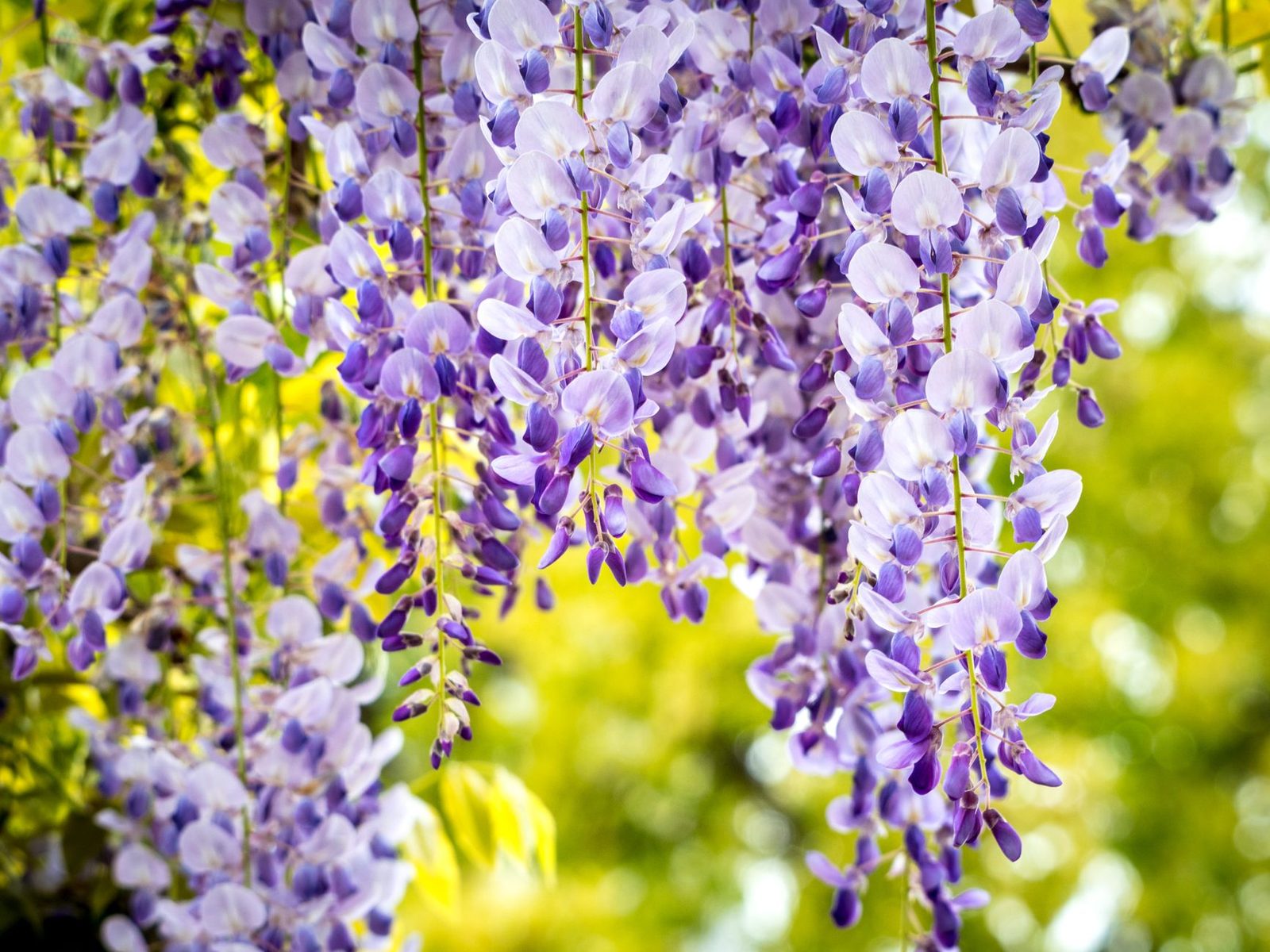 De bloemtrossen van blauwe regen na goede snoei Hangende paarse bloemtrossen van blauwe regen van dichtbij