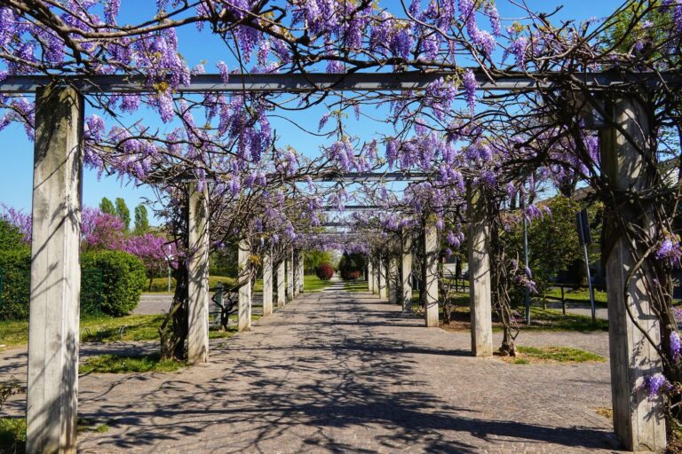 Bloeiende blauwe regen over een pergola in een tuin