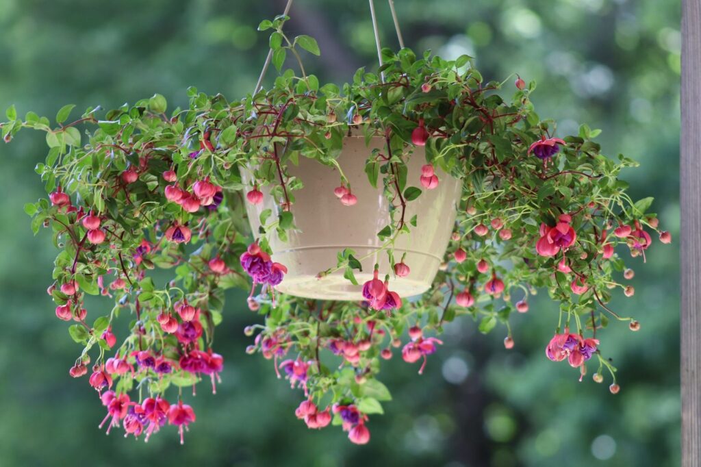 Bloeiende hangfuchsia in pot die als tere plant voor de vorst naar binnen moet