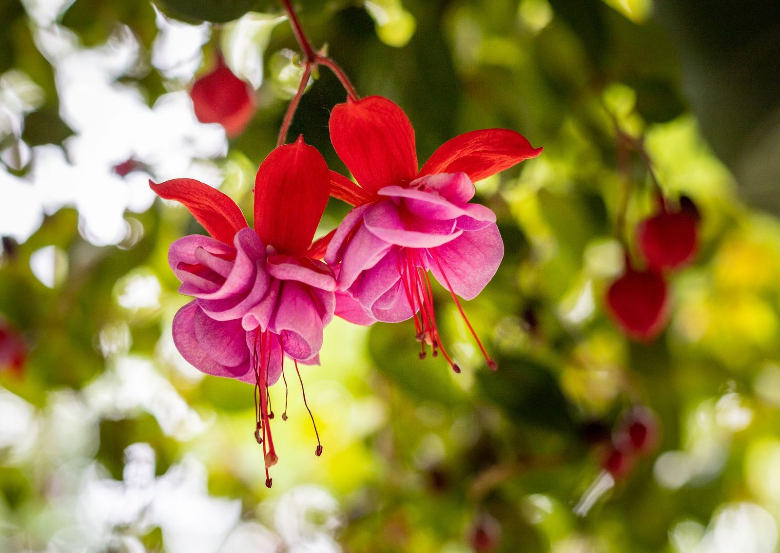 Rode en roze dubbele fuchsiabloemen, kenmerkend voor een tere fuchsiasoort