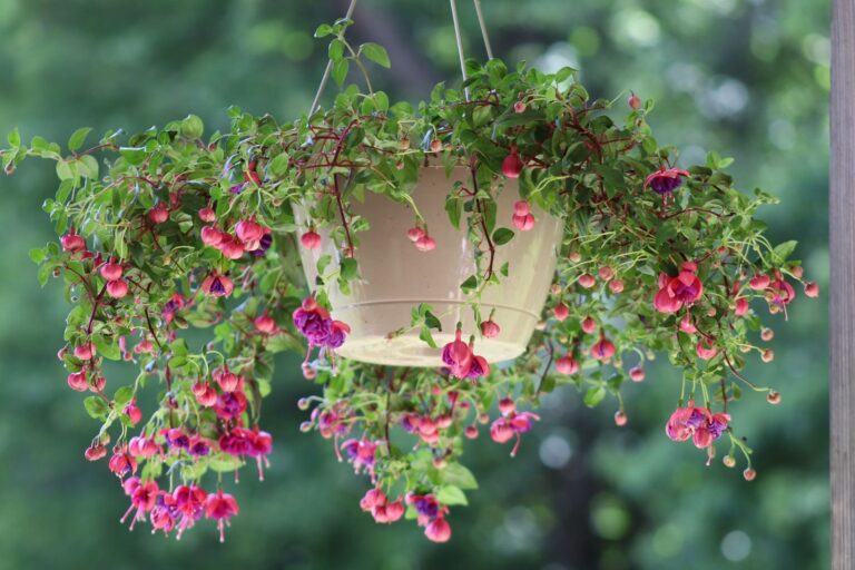 Bloeiende hangfuchsia in pot die als tere plant voor de vorst naar binnen moet
