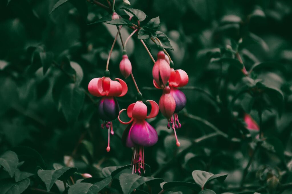 Winterharde fuchsia met rood-paarse bloemen in de border