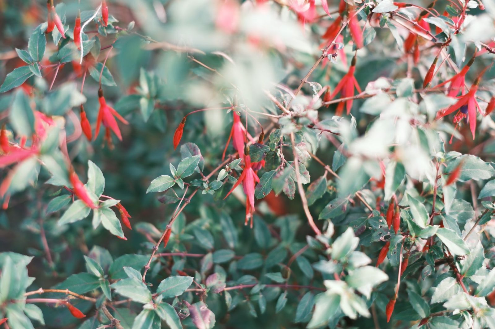 Fuchsia magellanica, een zeer winterharde struikfuchsia Struik van Fuchsia magellanica met kleine rode bloemen in de tuin