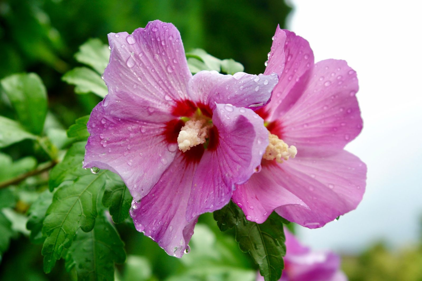 De tuinhibiscus bloeit op nieuw hout Bloem van de tuinhibiscus Hibiscus syriacus van dichtbij