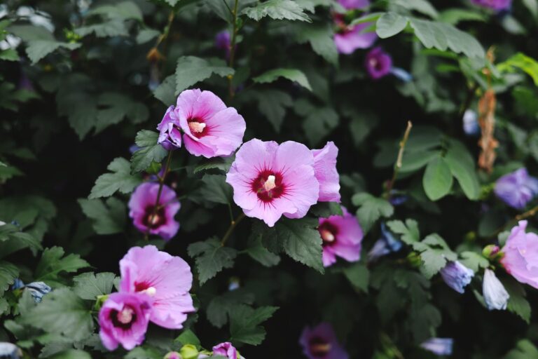 Bloeiende tuinhibiscus (Hibiscus syriacus) met paarse bloemen in de border