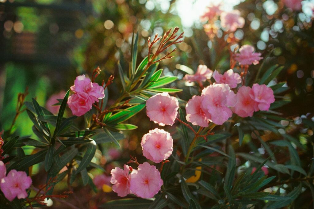 Bloeiende oleander met roze bloemen die als kuipplant de winter niet buiten doorkomt