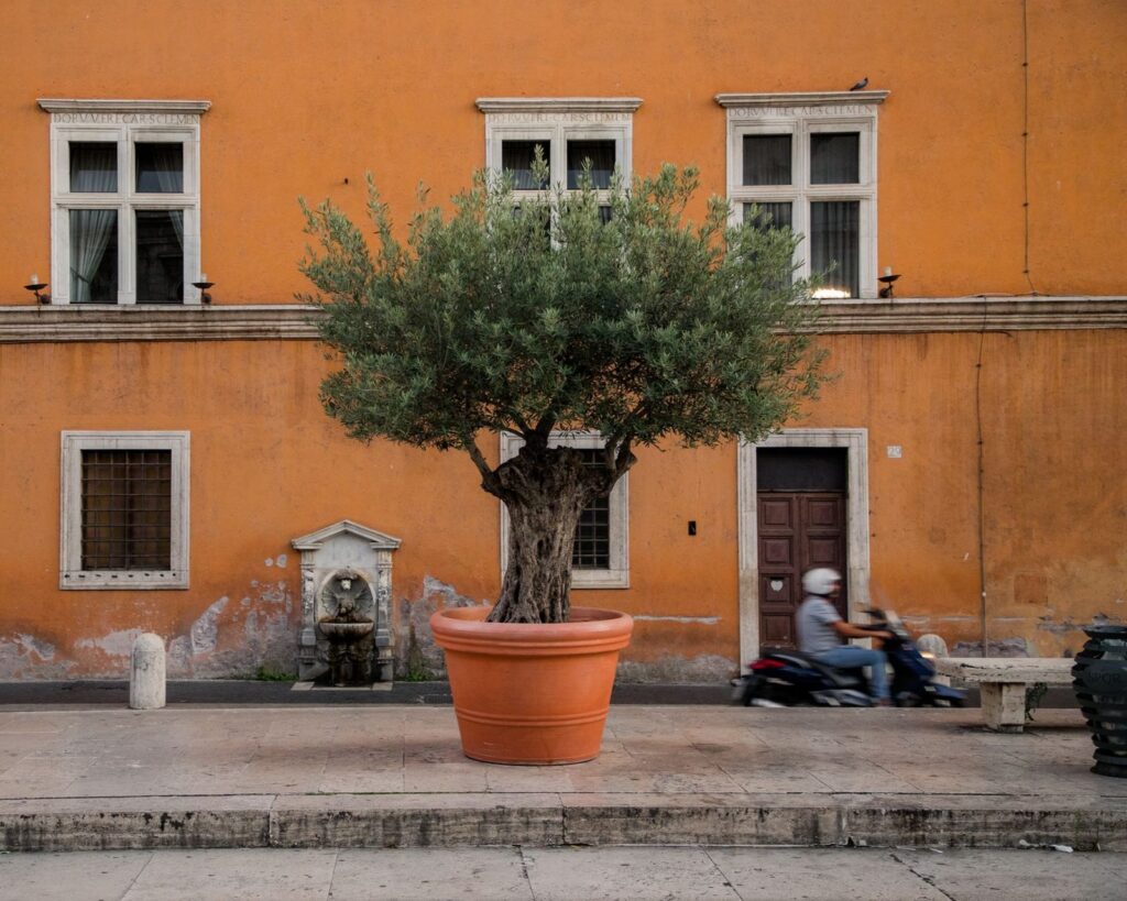 Olijfboom in een grote terracotta pot op een mediterraan plein