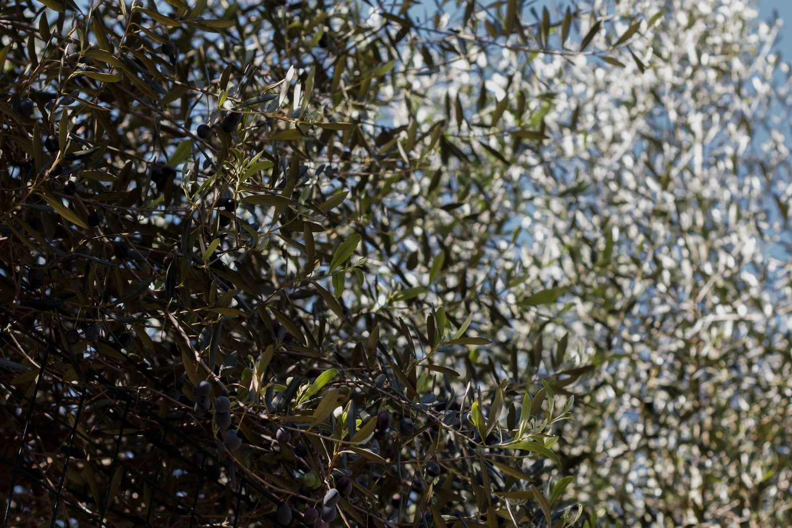 Veel zon houdt een olijfboom in pot gezond Zilvergroen olijfblad in de zon, kenmerkend voor een gezonde olijfboom
