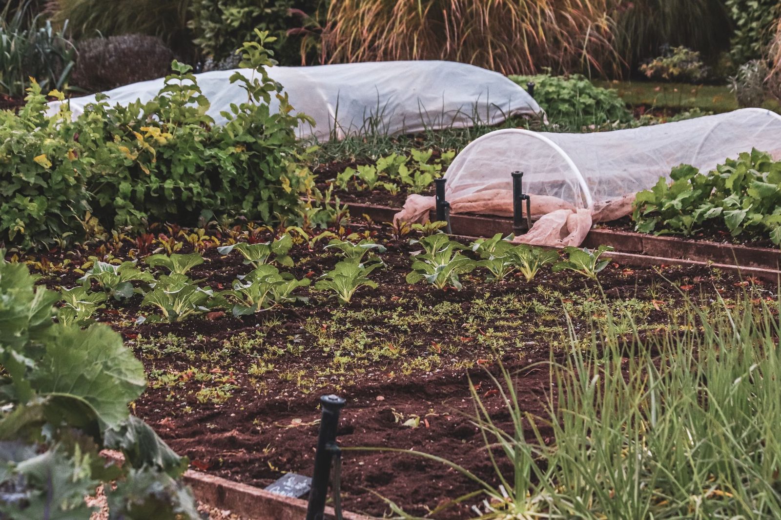 Bescherm de olijfboom tegen natte kou en strenge vorst Wintervlies en beschermkappen over planten in de tuin tegen vorst