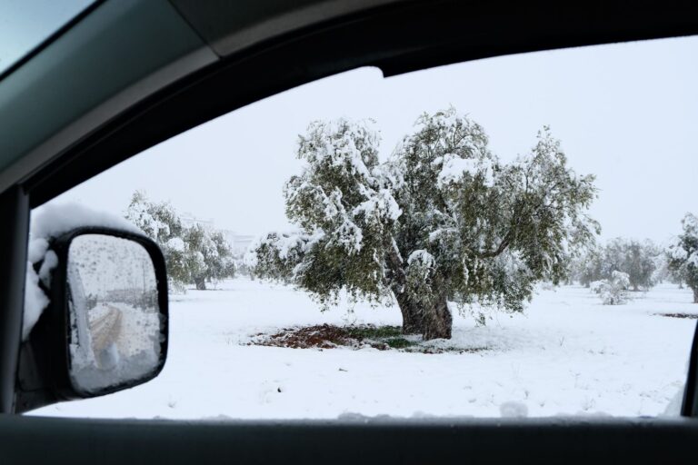 Olijfboom bedekt met sneeuw in de winter