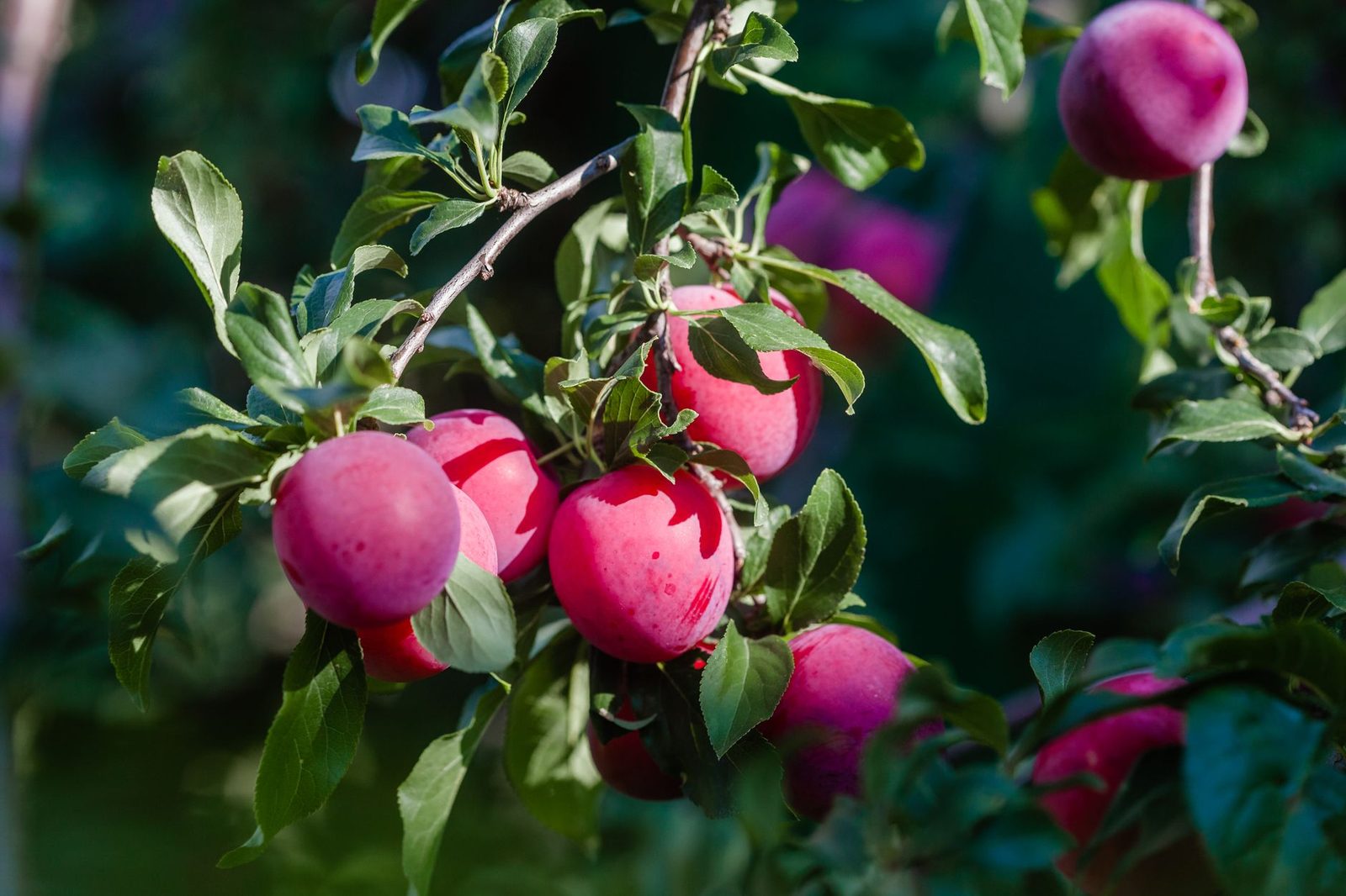 Rode pruimen tussen groen blad in de zomer, het seizoen om te snoeien