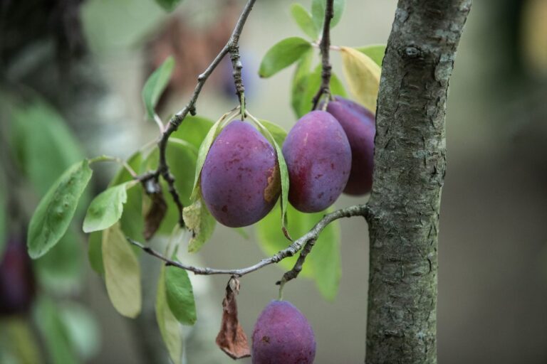 Rijpe paarse pruimen aan een tak van de pruimenboom