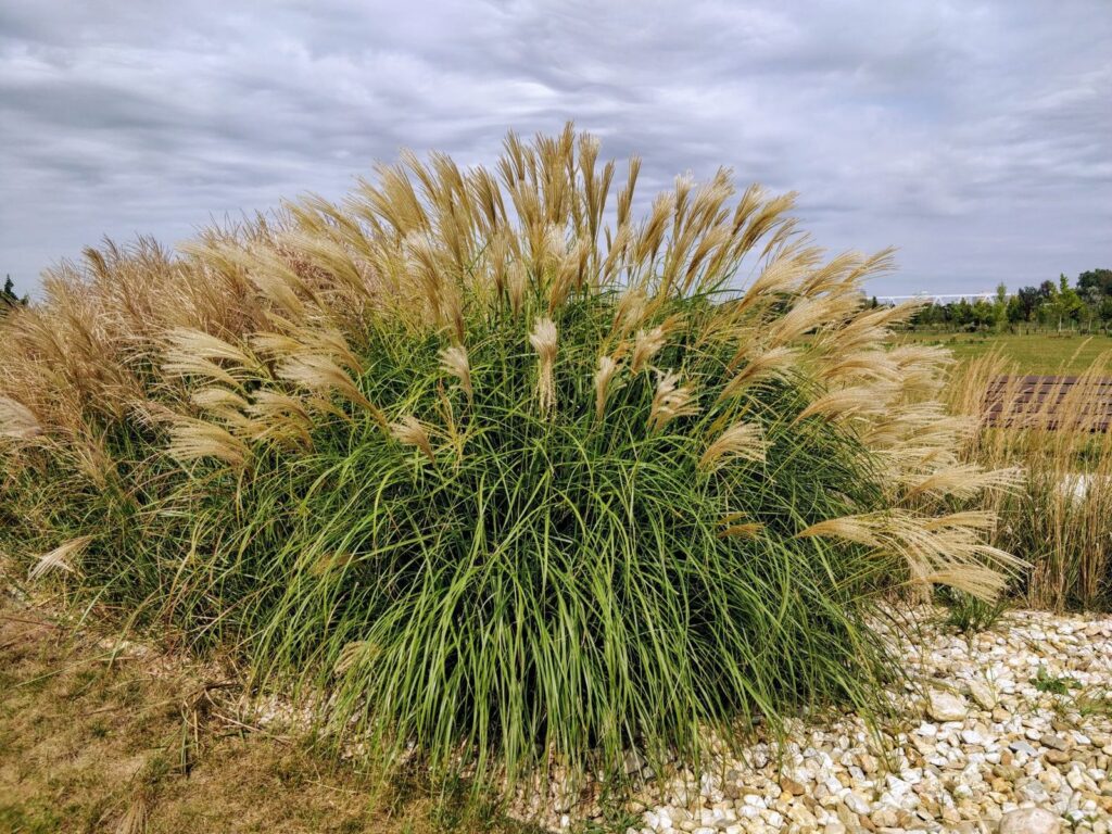 Volle pol siergras met pluimen in de tuin