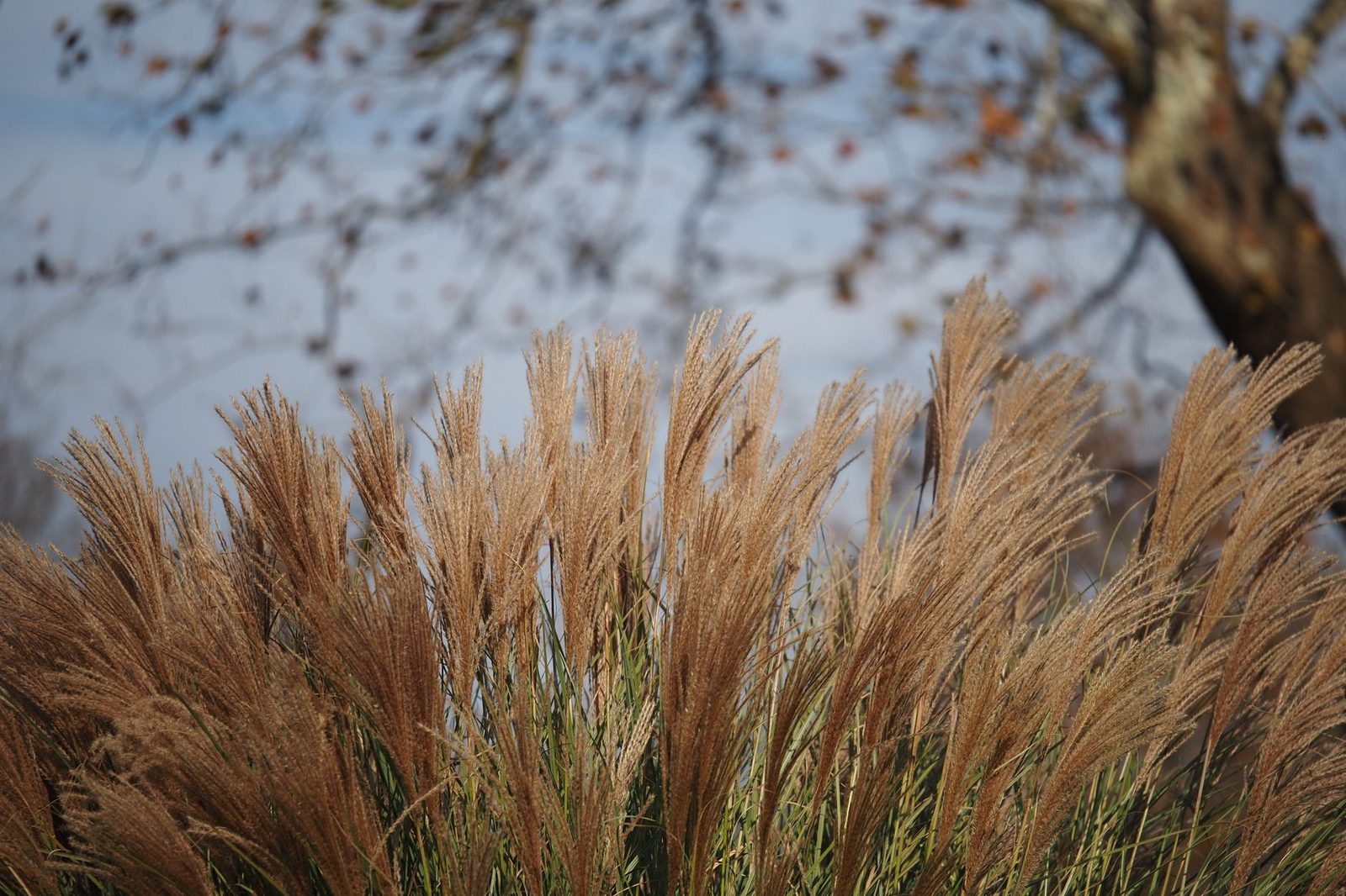 Laat de pluimen de winter over staan Strogele pluimen van siergras in de winter die je laat staan tot het voorjaar