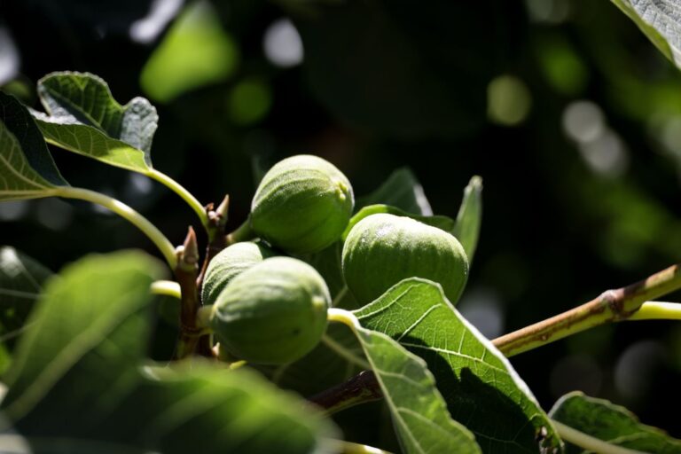 Vijgen aan een tak van de vijgenboom tussen groene bladeren