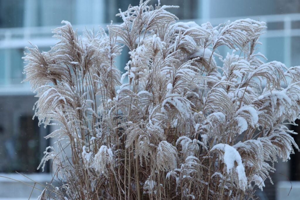 Met sneeuw bedekt siergras in de border dat de winter buiten doorstaat