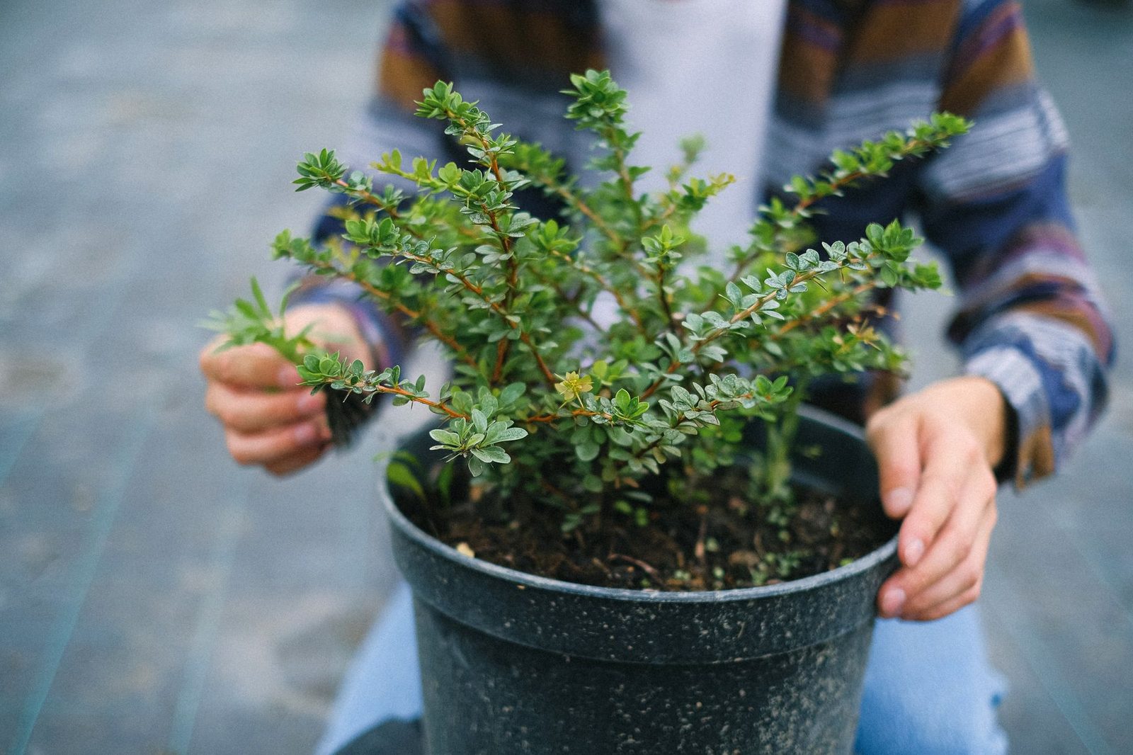 Een plant in pot is gevoeliger dan in de volle grond Winterharde potplant met kluit die in de winter extra bescherming nodig heeft