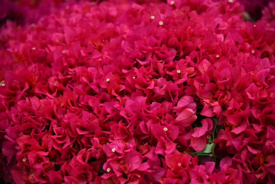 Felroze schutbladen van een bougainvillea van dichtbij