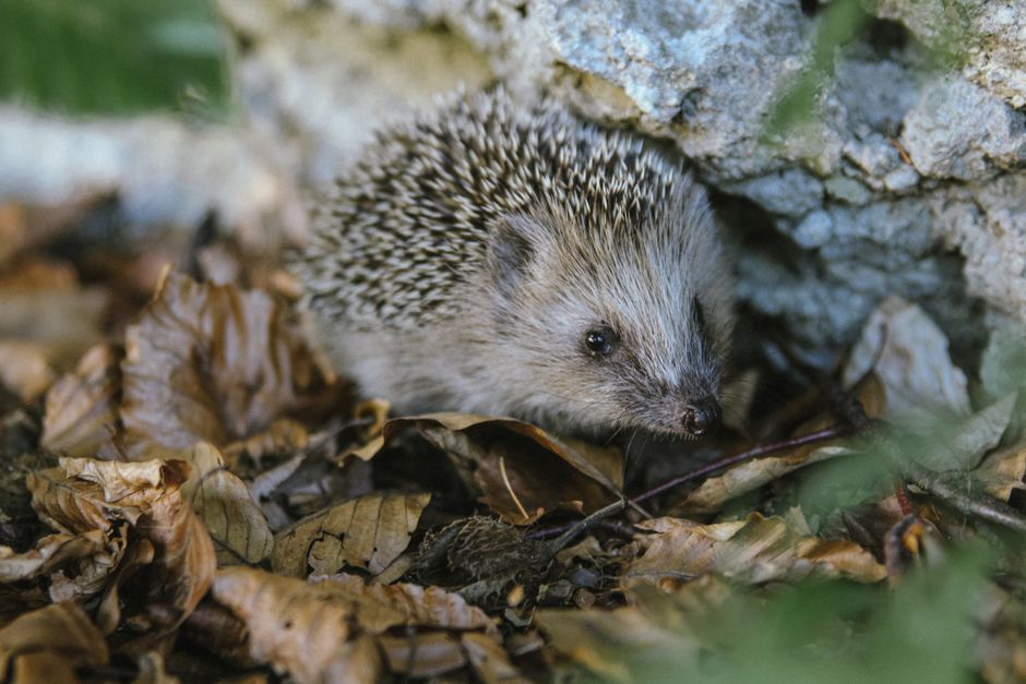 Egel tussen herfstbladeren in een tuin
