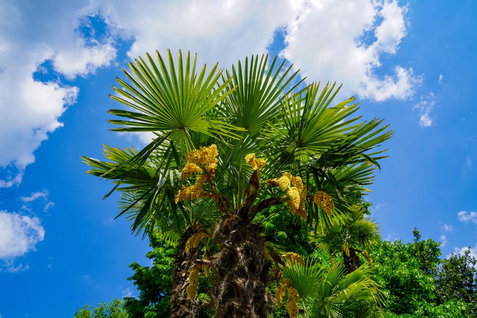 Bloeiende Chinese waaierpalm (Trachycarpus fortunei) tegen een blauwe lucht